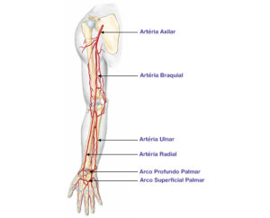 Artérias - Braço